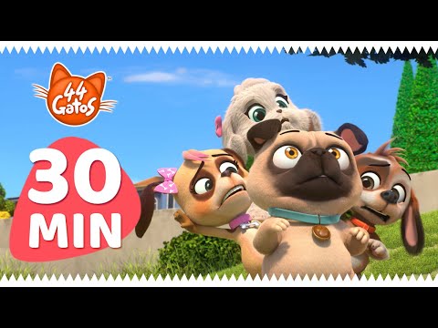 44 Gatos | Latinoamérica | Los amigos peludos de los Buffycats