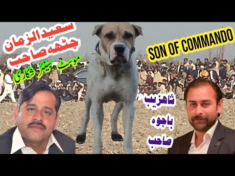 Bully dog commando son of commando asif chadhar wala | famous bully dogs | sial daily vlog