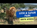 Lion Safari Park Johannesburg South Africa