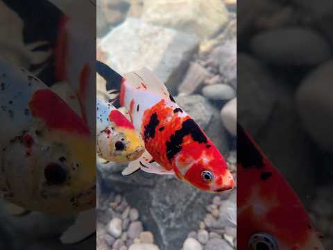Shubunkin goldfish are a great alternative to koi for smaller ponds 👌 #goldfish #pond #shubunkin