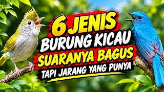 Download lagu 6 SONG BIRDS WITH GREAT SOUNDS BUT RARELY KEPT !!! mp3 Download lagu 6 SONG BIRDS WITH GREAT SOUNDS BUT RARELY KEPT !!! mp3