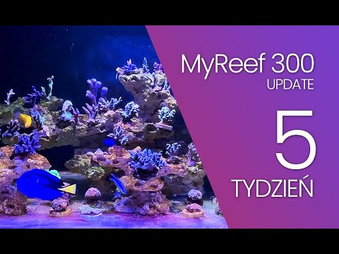 (185) MyReef 300 / Update / 5 tygodni - Akwarium morskie - Reef aquarium