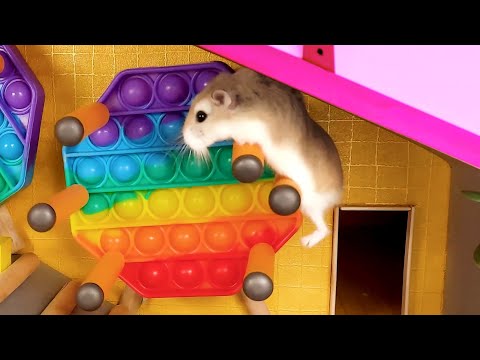 MAJOR HAMSTER is MAZE & OBSTACLE COURSE MASTER - Amazing hamster stories