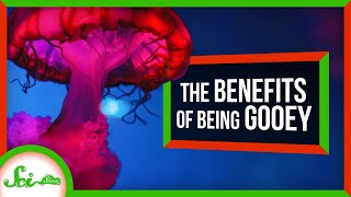 Why Gooey Creatures Might Outlast Us All