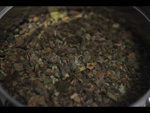 My First Ayahuasca Experience