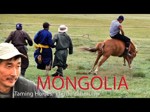 , title : 'Taming Horses in Mongolia, Pferde Zähmung, Rodeo im Orkhon Tal  - MONGOLEI'
