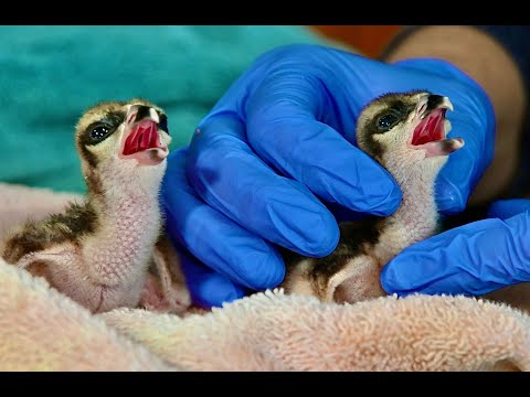Osprey Chicks Hatched by Wild Care Cape Cod