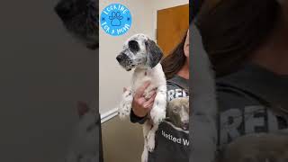 Vet time for the puppies!! 9wks of age.. 5 males, 2 females. Vet time for the puppies!! 9wks of age.. 5 males, 2 females.