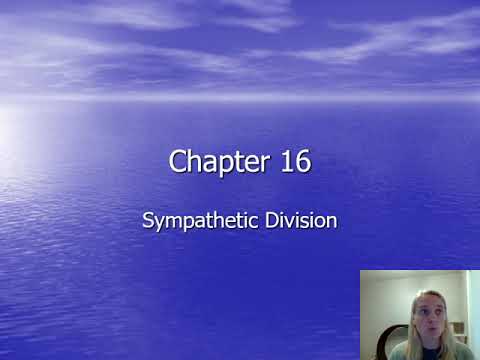 CH 16: Sympathetic Division