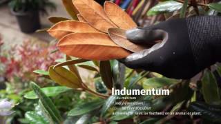 Garden Design Tip: Select Rhododendrons for Foliage