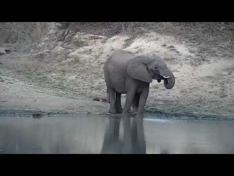 Djuma: Elephant mom and tiny newborn calf at dam - 18:00 - 10/11/2022