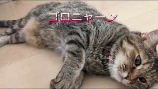 今日もくつろぎモードゆめちゃん🐱