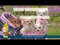 Собаки чихуахуа видео.Поздравления с 8 марта 