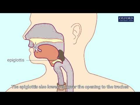 swallowing & peristalsis