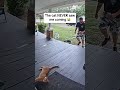 The Cat NEVER Saw Me Coming
