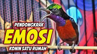 Download lagu KONIN GACOR FULL ISIAN ROLL TEMBAK MEWAH !! PANCINGAN KOLIBRI NINJA BAHAN AGAR CEPAT BUNYI ISIAN mp3