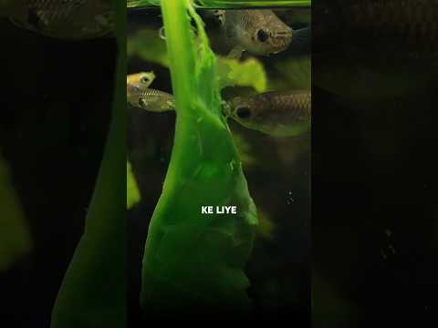 You must🐟feed these✅|| how to care your guppies || growth || guppy tank ||#guppies #tank