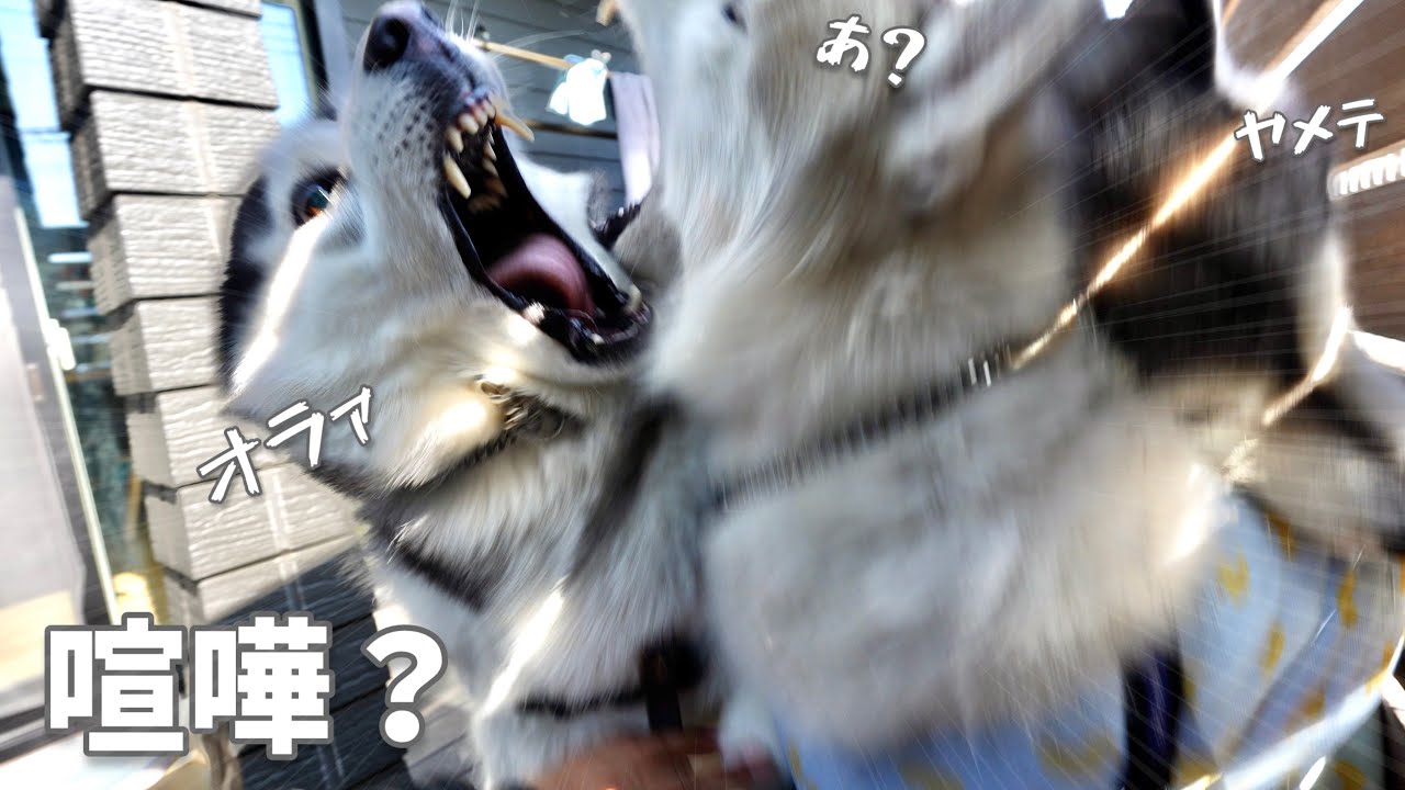 【衝撃】今日もハスキー3兄弟は仲良しです・・・？？【シベリアンハスキー】