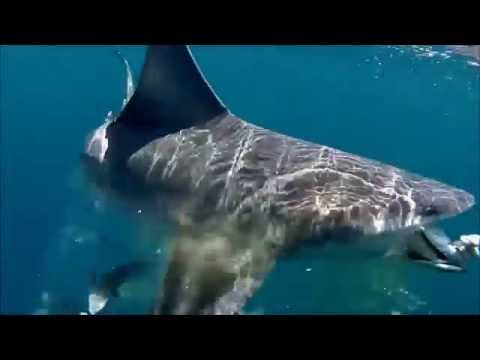 SHARK FEEDING FRENZY