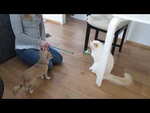 Birman cat meets Chihuahua - Pyhä Birma