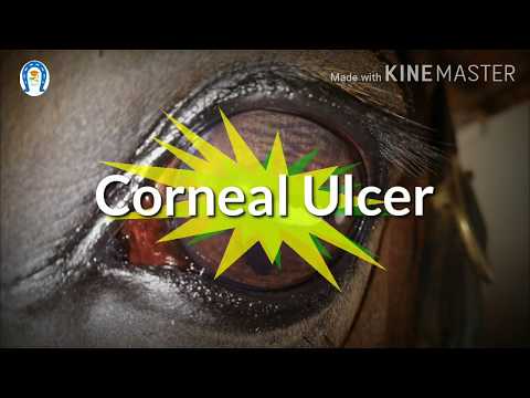 Vet Basics II CORNEAL ULCERS. DO'S AND DON'TS!! CLINICAL POINT OF VIEW.