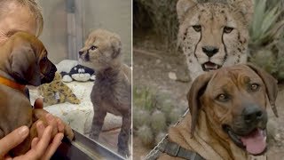 Dog And Cheetah Who Met As Babies Are Still Best Friends Nearly 2 Years Later