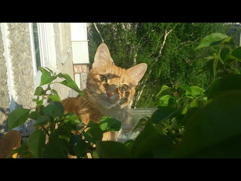 🔴Кошка Варя упала с балкона 4 этажа.🙁😔😢