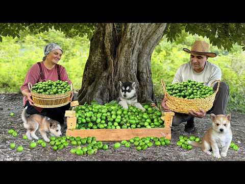 Hermit Family Harvesting Fresh Walnuts in Mountain Village! Traditional Oriental Walnut Jam Recipe