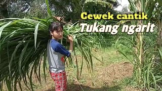 Download lagu AKTIVITAS HARI INI NGARIT CARI PAKAN SAPI || Elva Silvi mp3