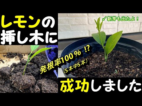 レモンの木の挿し木をいつ増やすか