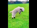 Bounce Joy The Secret Formula Of Happy Goats 100 Scientific Cutefarmanimal Animals