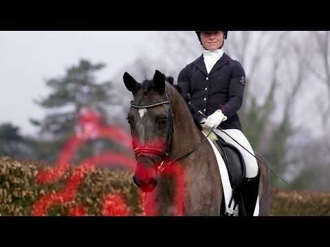 31 Voila Stute v. Valido's Highlight - Riccio