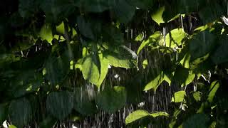 BARULHO DE CHUVA PARA DORMIR EM SEGUNDOS | ASMR