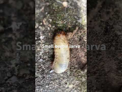 コガネムシは何を食べるのですか？彼らはあなたの庭への脅威ですか？  庭園