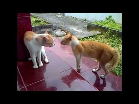 Meme di hari minggu pagi❗❗‼️