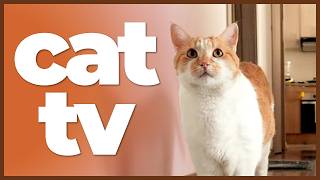 Cat TV: 10 Hours of Bird Watching, Squirrel Play & Relaxing Music for Cats 🐦🌿 | Feline Enrichment