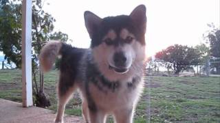 How to speak Malamute