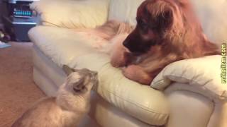 Кошки и собаки друзья, или враги Лучшие приколы кошек с со
