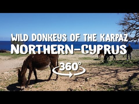 Thumbnail for 360° Wild Donkeys of the Karpaz, Northern-Cyprus by cyp, cypr, 360