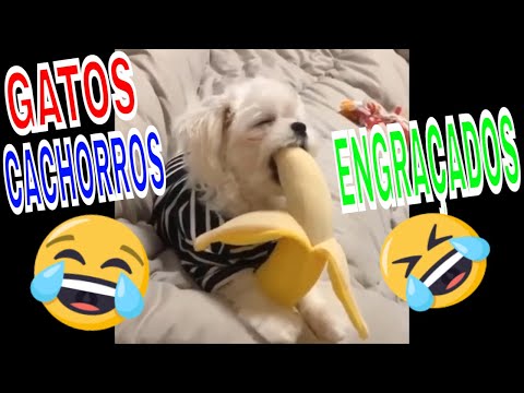 Gatos e Cachorros Engraçados