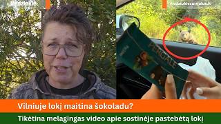 Vilniuje lokį maitina šokoladu? Tikėtina melagingas video apie sostinėje pastebėtą lokį