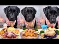 Black Labrador Dog Engrossed In Eating A Large Piece Of Meat Mukbang BlackLabrador