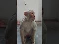 Monkey Video Monkey Bandar Monkey Voice Funny Manki Comedy Video Monkey Video Shorts