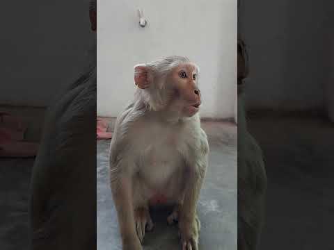 manki | bandar se baat | monkey voice | funny manki comedy video | monkey video #shorts