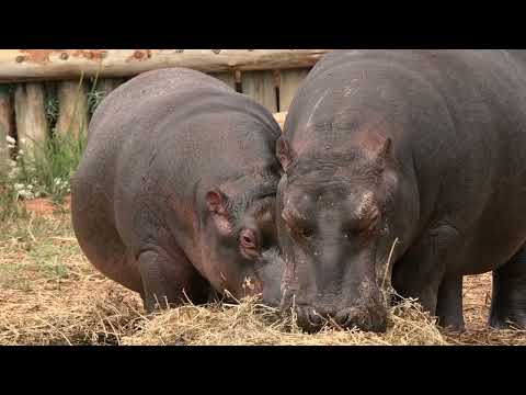 Shamwari Wildlife Rehabilitation