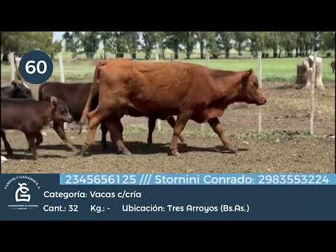 Lote Vaca Con Cría - Tres Arroyos Bs As