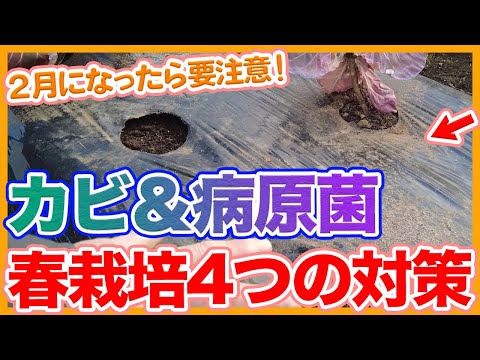 苗にカビが生えた場合はどうすればよいですか？ 保存できるでしょうか？ 予防方法は？