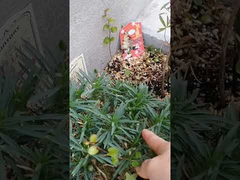 植物を暖めるのに適した冬のベールは何ですか?リーダーに従う ！  庭園