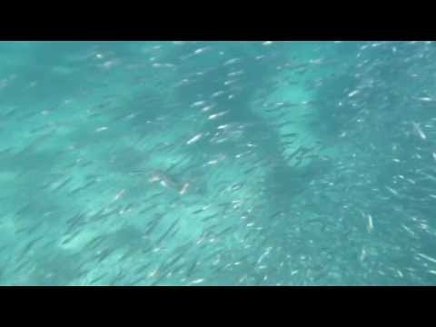 Jagender Vogel Unterwasser