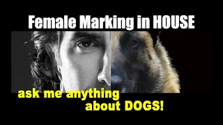 My Female Rescue Dog is Marking in My HOUSE -  Dog Training Video